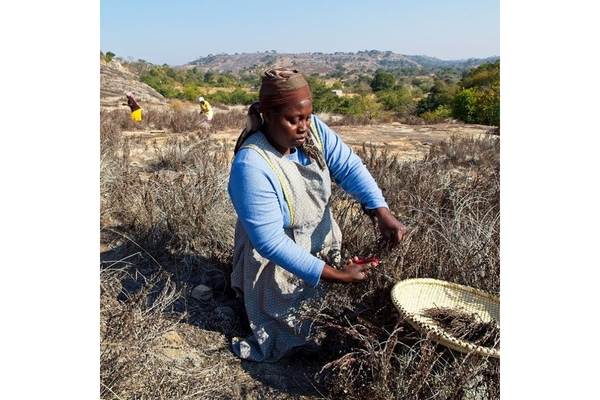Image Woman harvesting herbs in Africa.